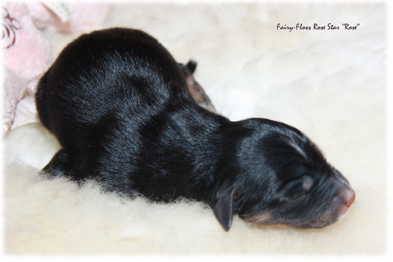 Mini Aussie Welpe - 1. Tag