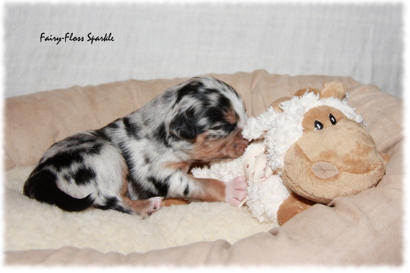 Mini Aussie Welpe - 12. Tag