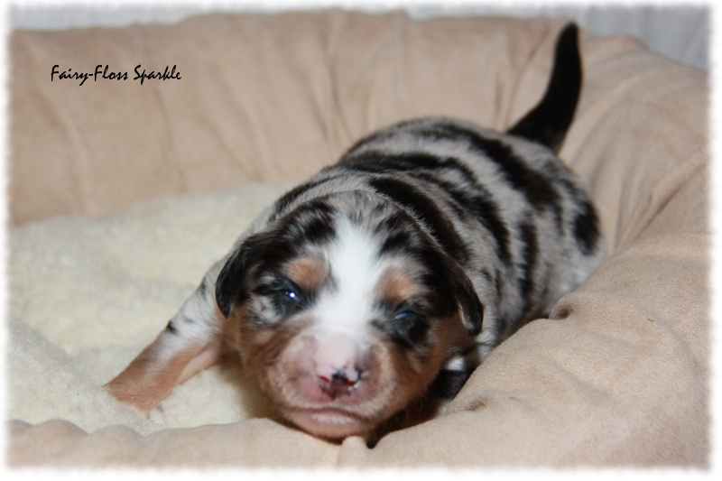 Mini Aussie Welpe - 12. Tag