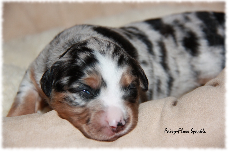Mini Aussie Welpe - 12. Tag