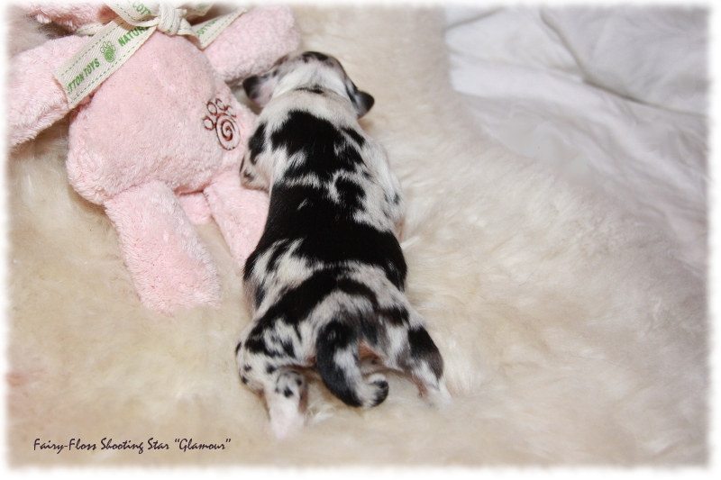 Mini Aussie Welpe - 1. Tag