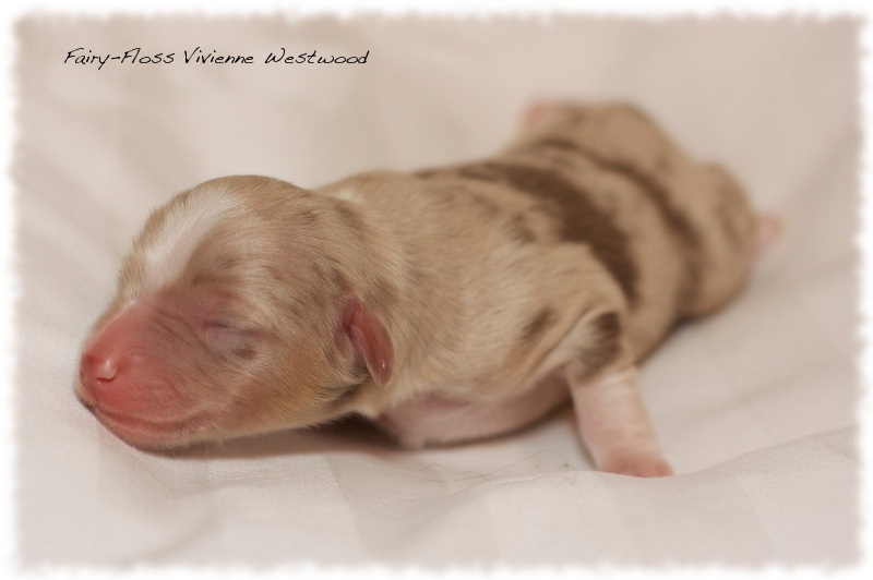 Mini Aussie Welpen - Mini Aussie Z&uuml;chter - Gesunde Mini   Aussies