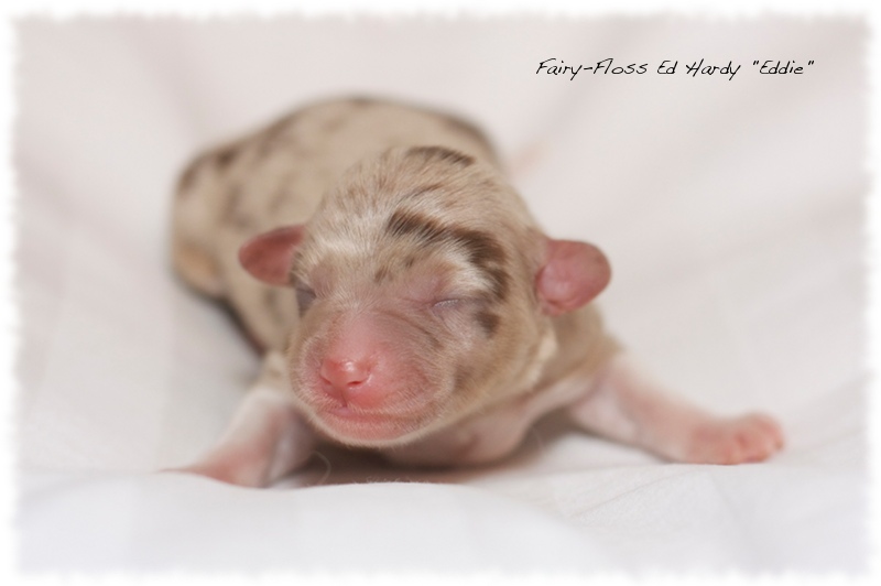 Mini Aussie Welpen - Mini Aussie Z&uuml;chter - Gesunde Mini   Aussies