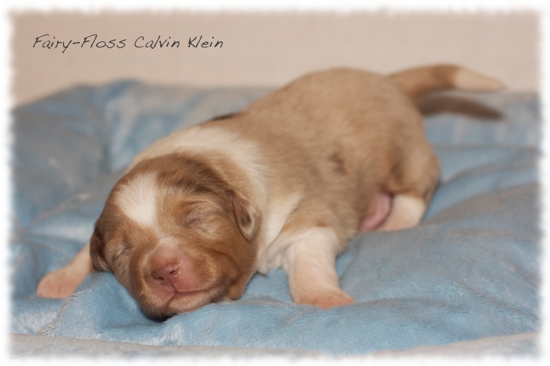 Mini  Aussie Welpen - Mini Aussie Z&uuml;chter - Gesunde Mini   Aussies