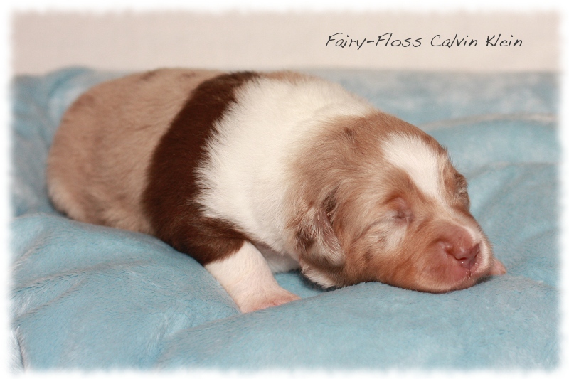 Mini   Aussie Welpen - Mini Aussie Z&uuml;chter - Gesunde Mini   Aussies