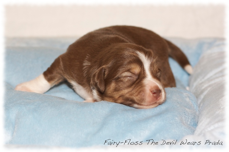 Mini  Aussie Welpen - Mini Aussie Z&uuml;chter - Gesunde Mini Aussies