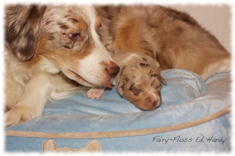 Mini   Aussie Welpen - Mini Aussie Z&uuml;chter - Gesunde Mini   Aussies