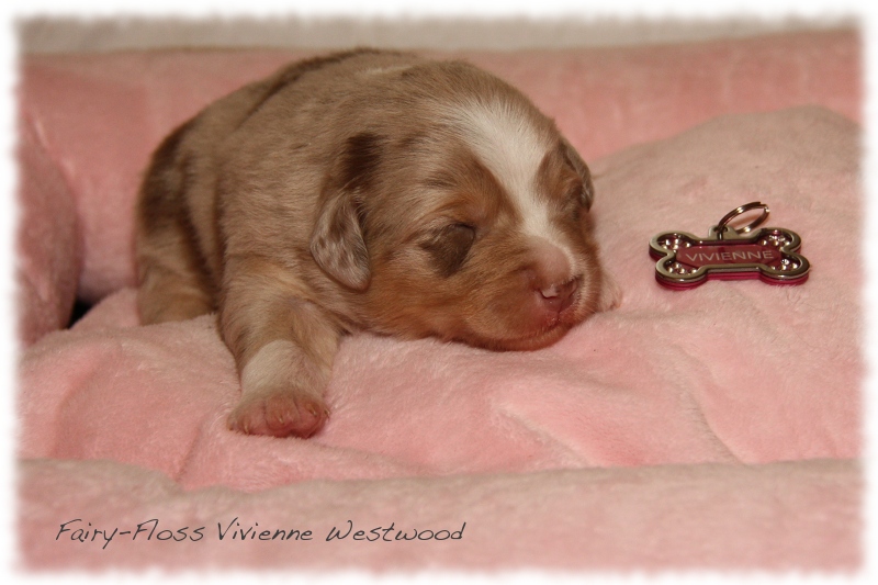 Mini Aussie Welpen - Mini Aussie Z&uuml;chter - Gesunde Mini   Aussies