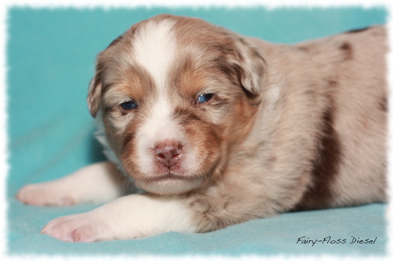 Mini    Aussie Welpen - Mini Aussie Z&uuml;chter - Gesunde Mini   Aussies