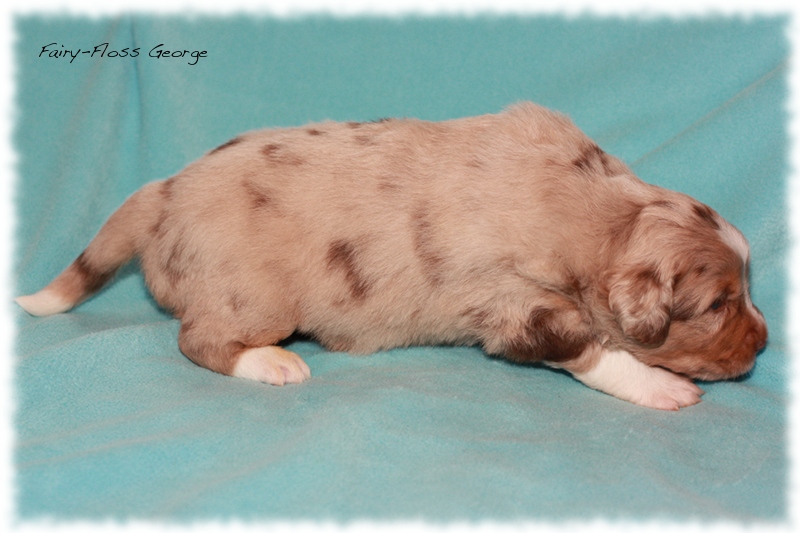 Mini           Aussie Welpen - Mini Aussie Z&uuml;chter - Gesunde Mini   Aussies