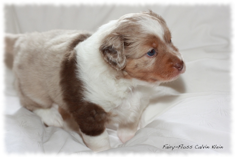 Mini      Aussie Welpen - Mini Aussie Z&uuml;chter - Gesunde Mini   Aussies