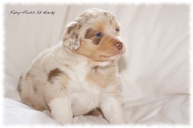 Mini    Aussie Welpen - Mini Aussie Z&uuml;chter - Gesunde Mini   Aussies