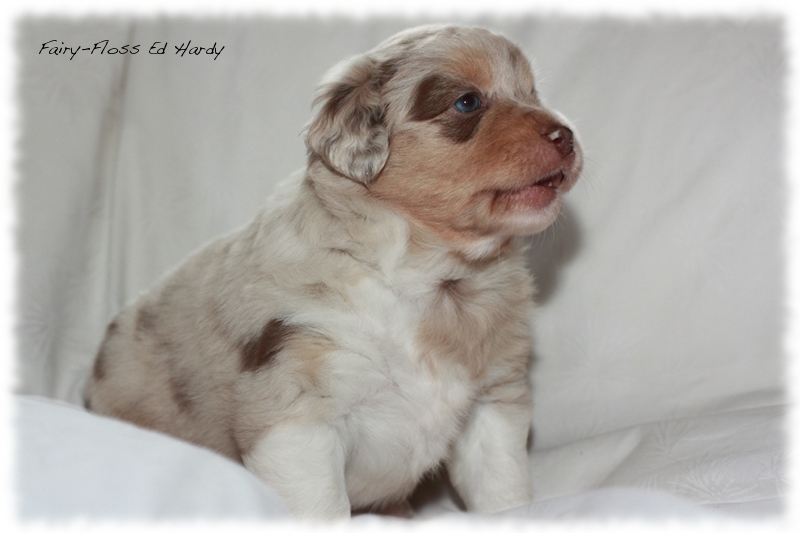 Mini       Aussie Welpen - Mini Aussie Z&uuml;chter - Gesunde Mini   Aussies