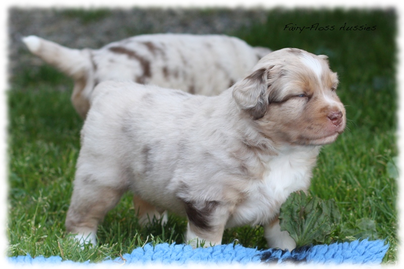 Mini             Aussie Welpen - Mini Aussie Z&uuml;chter - Gesunde Mini   Aussies