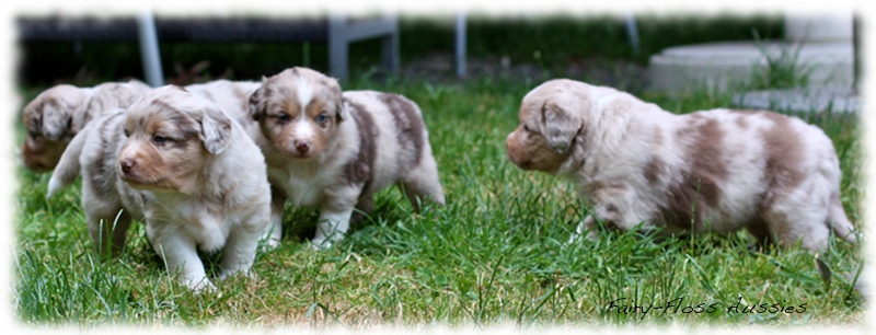 Mini  Aussie Welpen - Mini Aussie Z&uuml;chter - Gesunde Mini Aussies