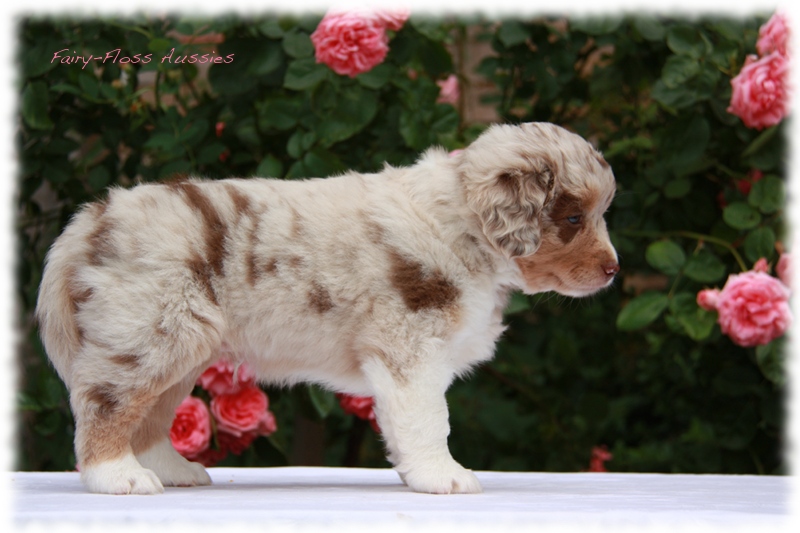 Mini       Aussie Welpen - Mini Aussie Z&uuml;chter - Gesunde Mini   Aussies