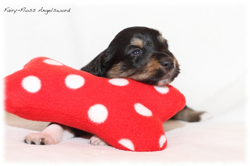 Mini Aussie Welpen - Mini Aussie Z&uuml;chter - Gesunde Mini Aussies