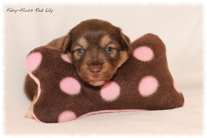 Mini Aussie Welpen - Mini Aussie Z&uuml;chter - Gesunde Mini Aussies