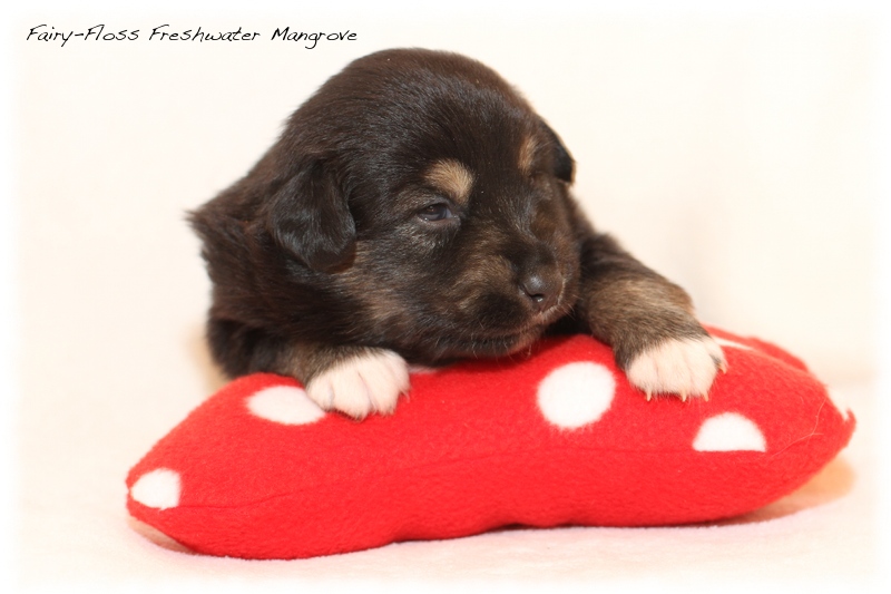 Mini Aussie Welpen - Mini Aussie Z&uuml;chter - Gesunde Mini Aussies