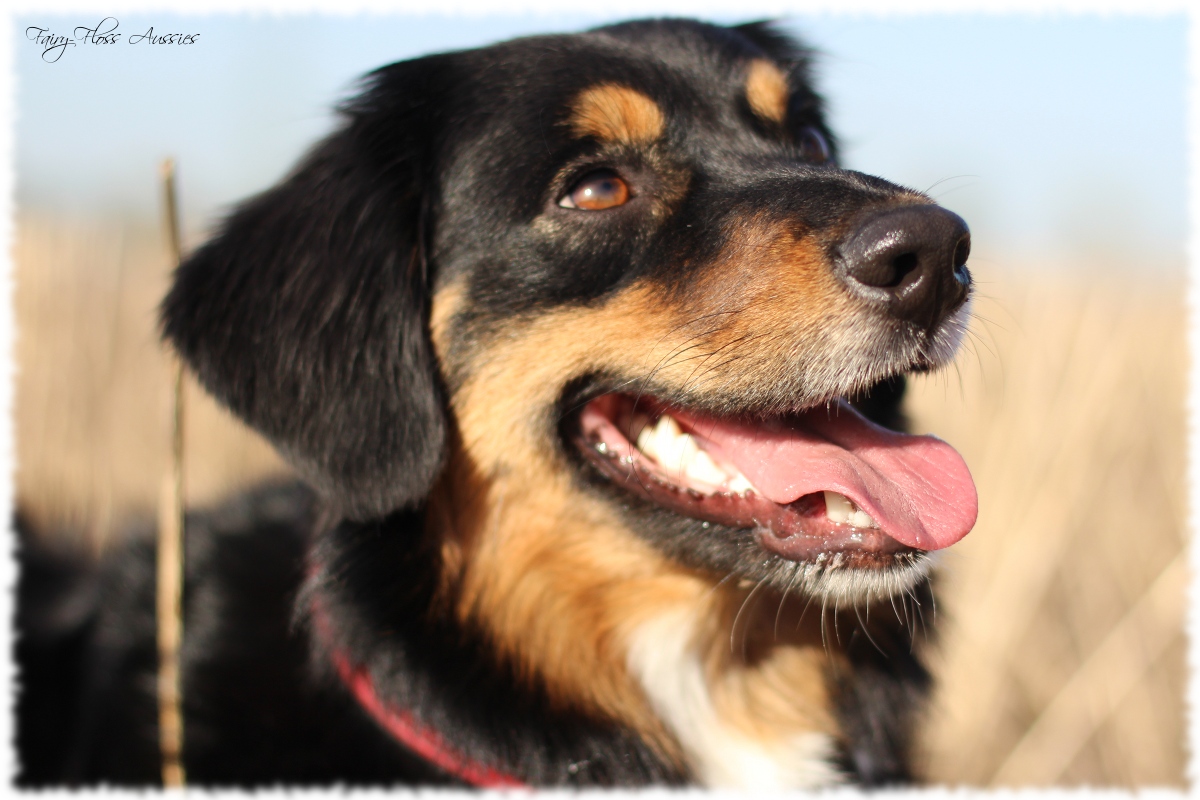 Mini Aussie Welpen - Mini Aussie Z&uuml;chter - Gesunde Mini Aussies