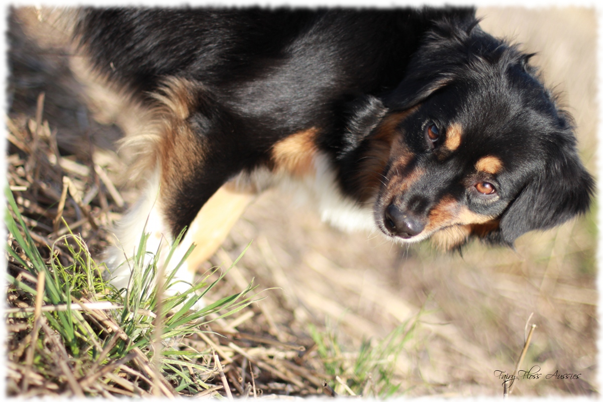 Mini Aussie Welpen - Mini Aussie Z&uuml;chter - Gesunde Mini Aussies