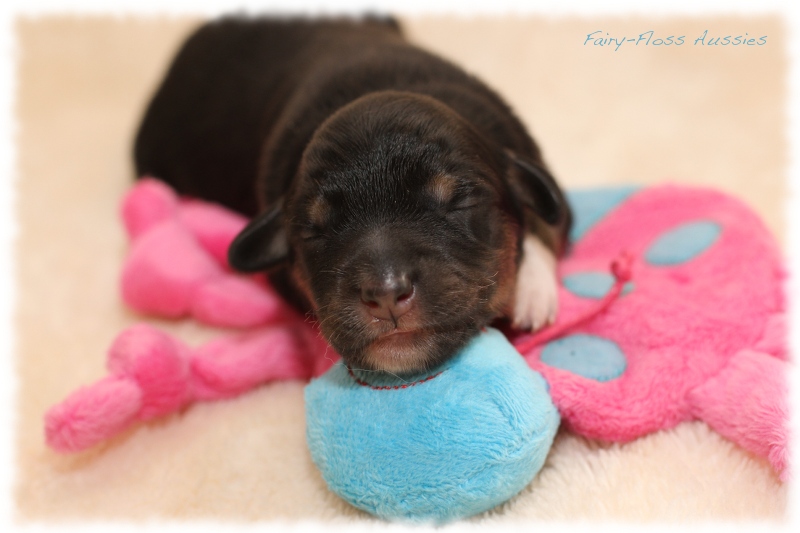 Mini Aussie Welpen - Mini Aussie Z&uuml;chter - Gesunde Mini Aussies