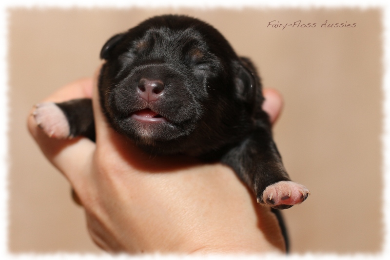 Mini Aussie Welpen - Mini Aussie Z&uuml;chter - Gesunde Mini Aussies