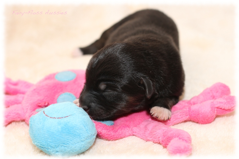 Mini Aussie Welpen - Mini Aussie Z&uuml;chter - Gesunde Mini Aussies