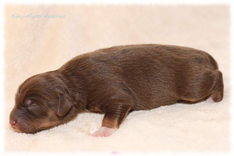 Mini Aussie Welpen - Mini Aussie Z&uuml;chter - Gesunde Mini Aussies