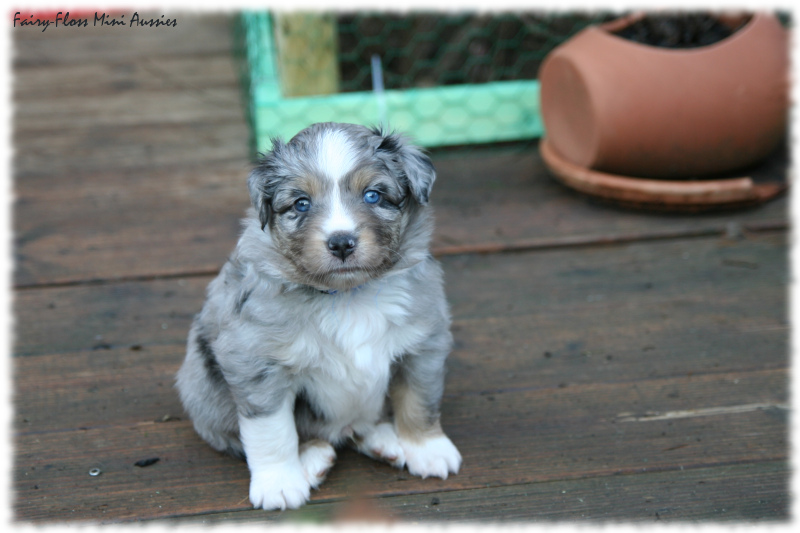 Mini Aussie Welpe beim Ausflug