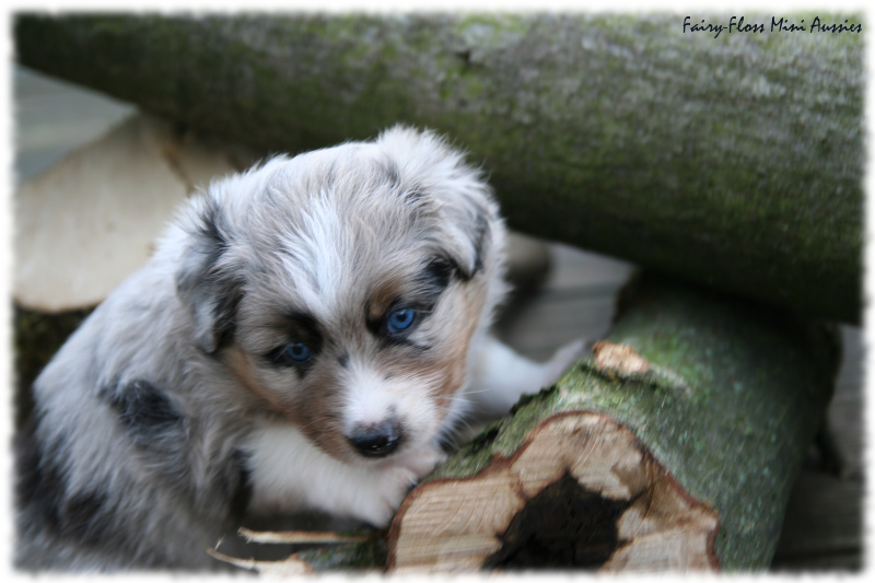 Mini Aussie Welpe beim Ausflug