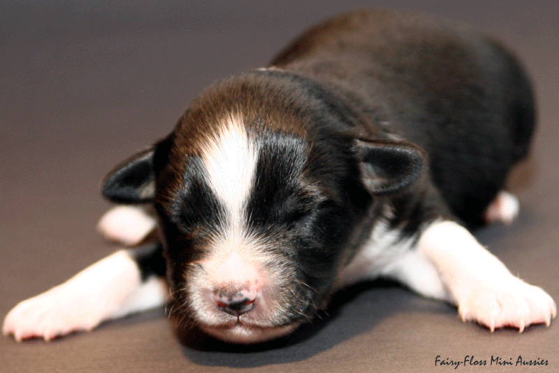 Mini Aussie Welpe