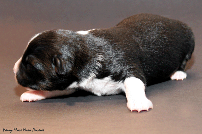 Mini Aussie Welpe