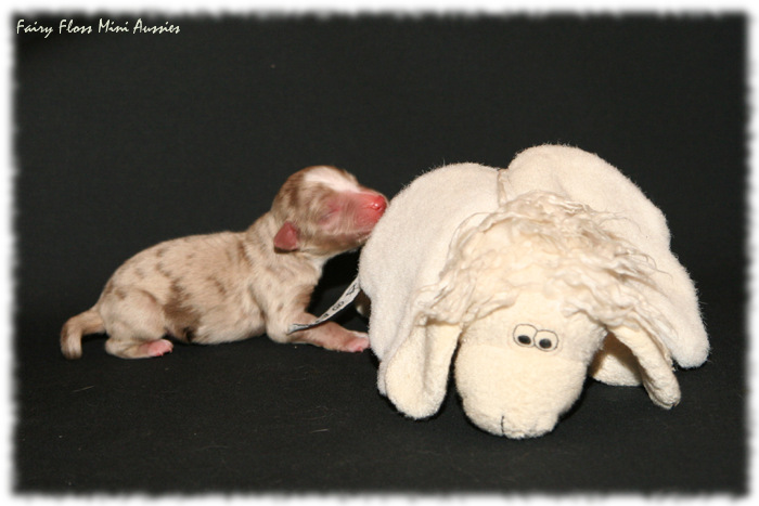Mini Aussie Welpe