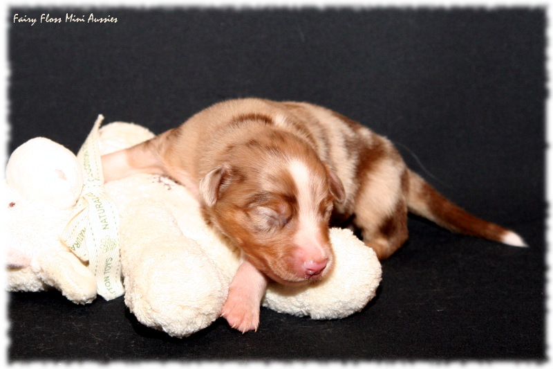 Min Aussie Welpe