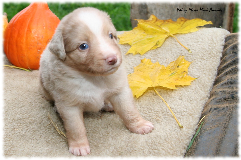 Mini Aussie Welpe