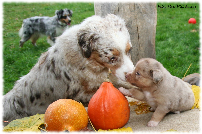 Mini Aussie Welpe