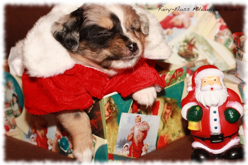 Mini Aussie Welpen - Beauty und Splash