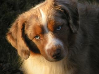 Southern Cross' I'm a Splash Man - red merle Mini Aussie Deckr&uuml;de