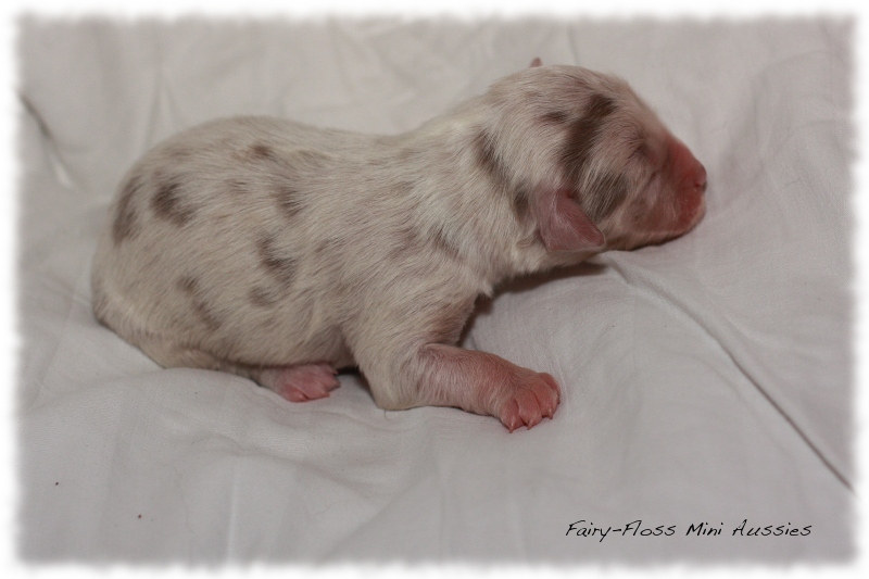 Mini Aussie Welpen - Beauty und Splash