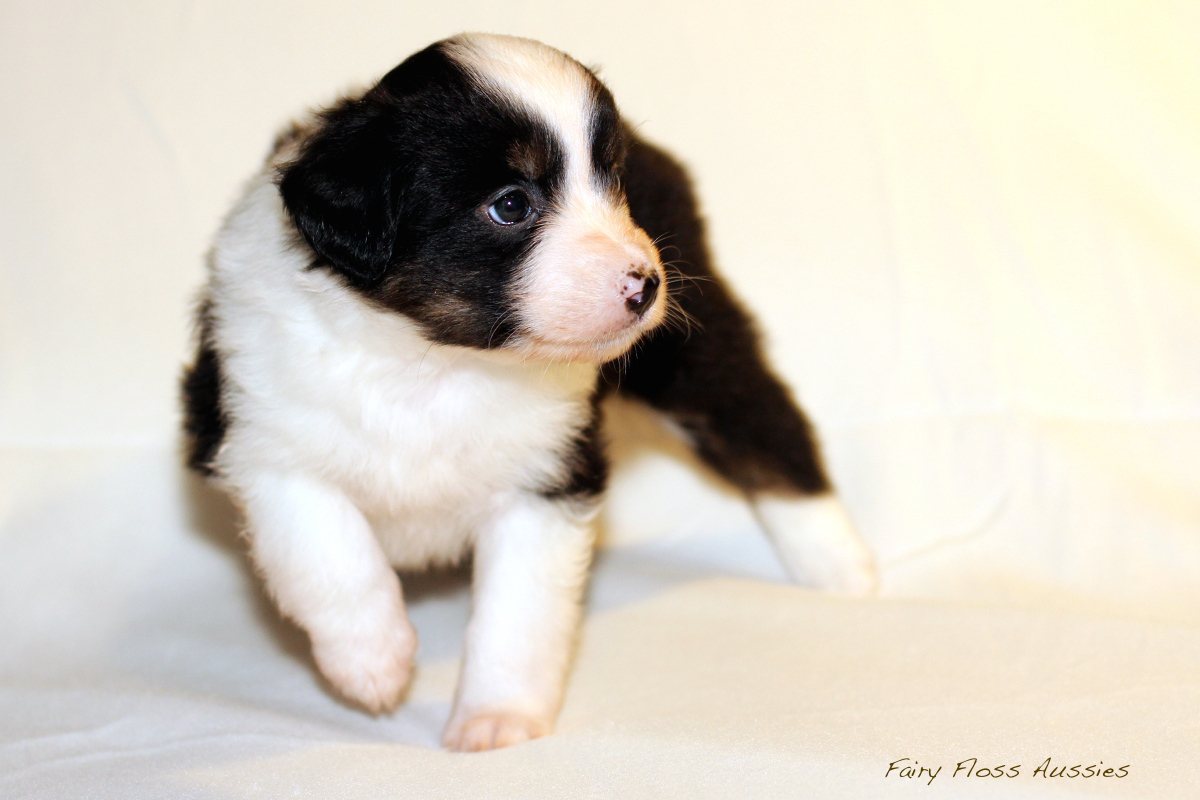 Mini Aussie Welpen - 35 Tage alt