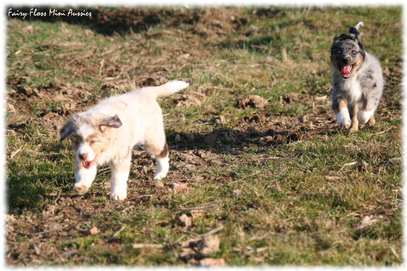 Mini Aussie Welpen