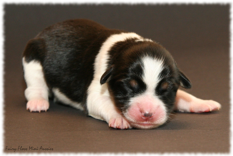 Gigi - Black Tri Mini Aussie Welpe