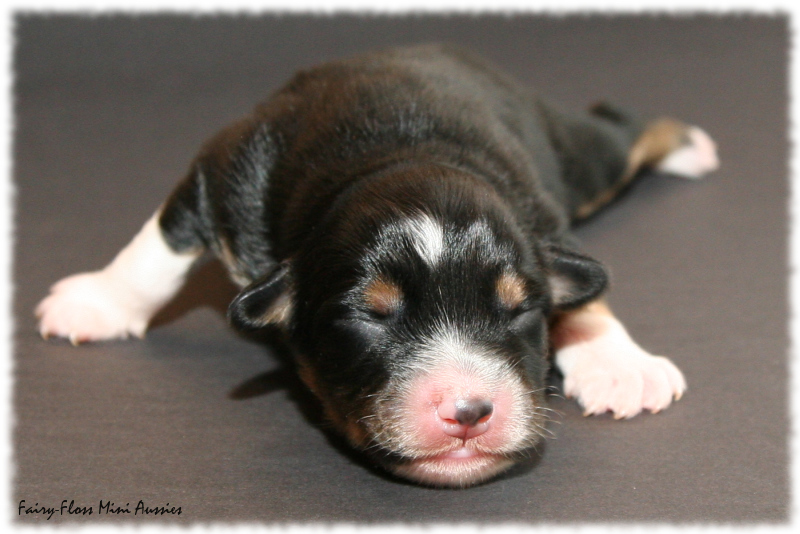 Peanut - Black Tri Mini Aussie Welpe