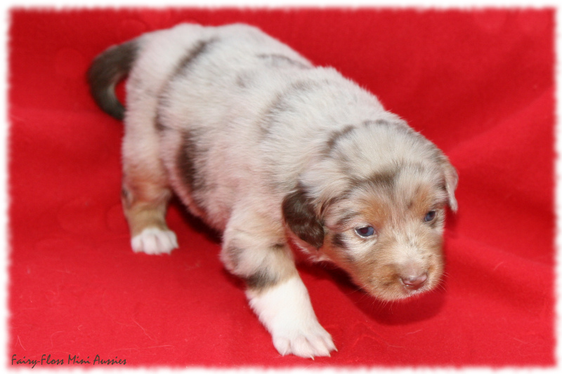 Mini Aussie Welpe