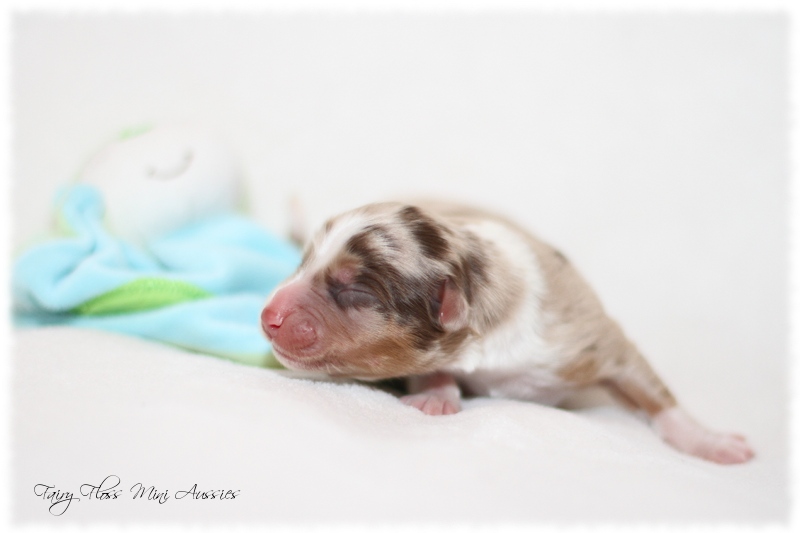 Mini Aussie Welpen - Mini Aussie Z&uuml;chter - Gesunde Mini Aussies