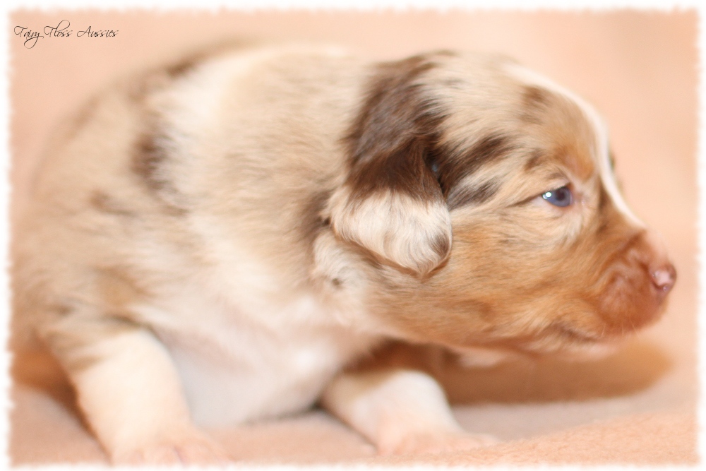 Mini Aussie Welpen - Mini Aussie Z&uuml;chter - Gesunde Mini Aussies