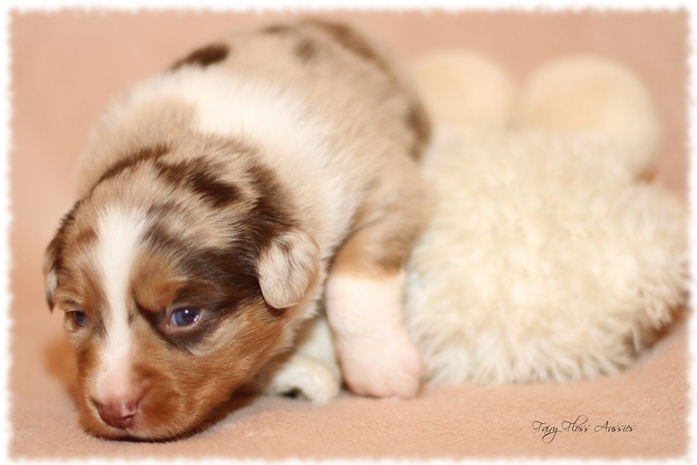 Mini Aussie Welpen - Mini Aussie Z&uuml;chter - Gesunde Mini Aussies