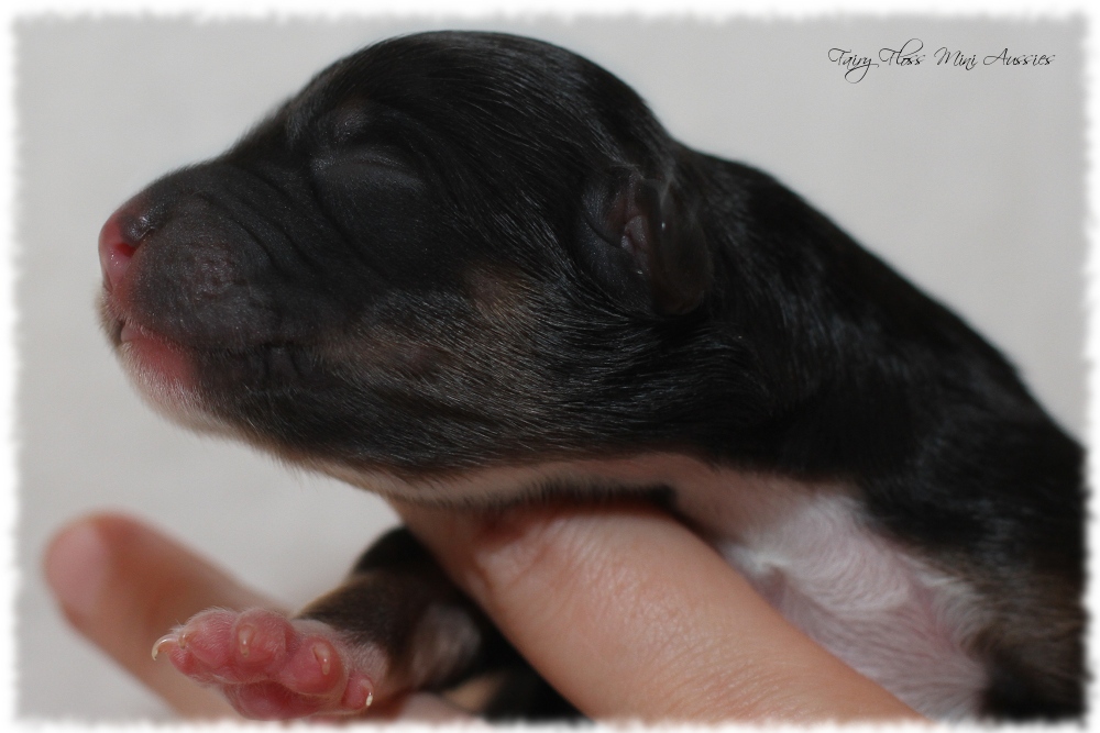 Mini Aussie Welpen - Mini Aussie Z&uuml;chter - Gesunde Mini Aussies