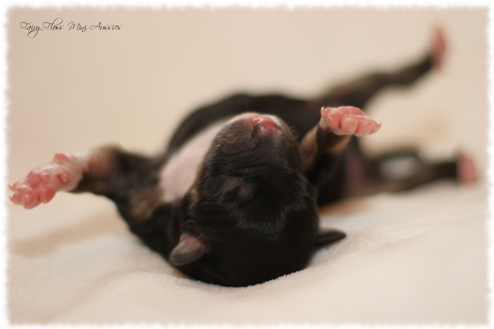 Mini Aussie Welpen - Mini Aussie Z&uuml;chter - Gesunde Mini Aussies